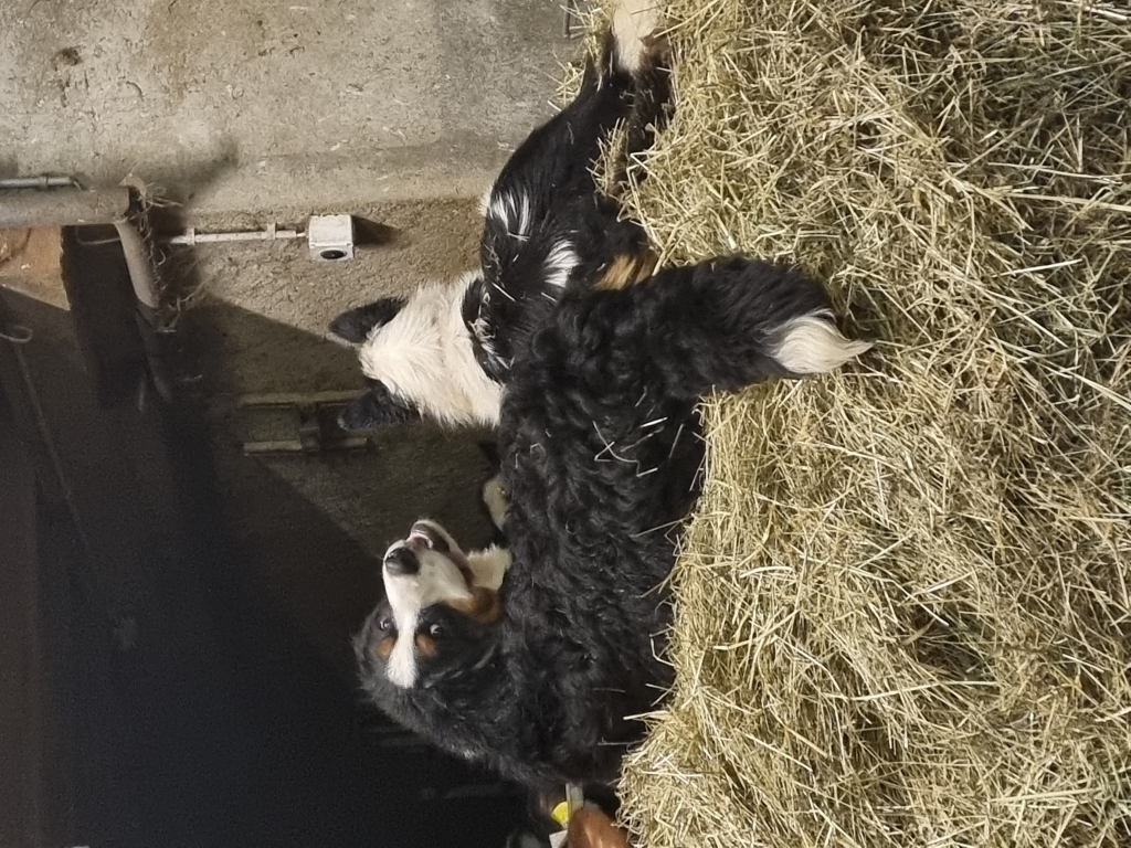 Honey la gardienne et Izia le chien de troupeau